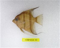 藏品(大神仙魚)的圖片